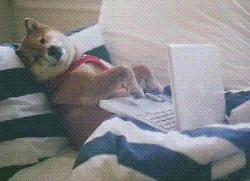 a dog bored of typing on a laptop 